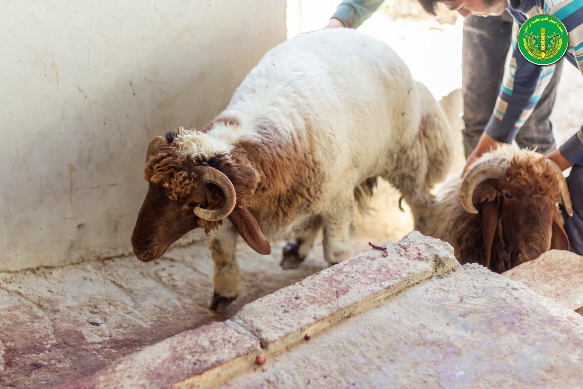 قامت جمعية إنعاش الفقير الخيرية بتوزيع " 4502 " قطعة لحم.